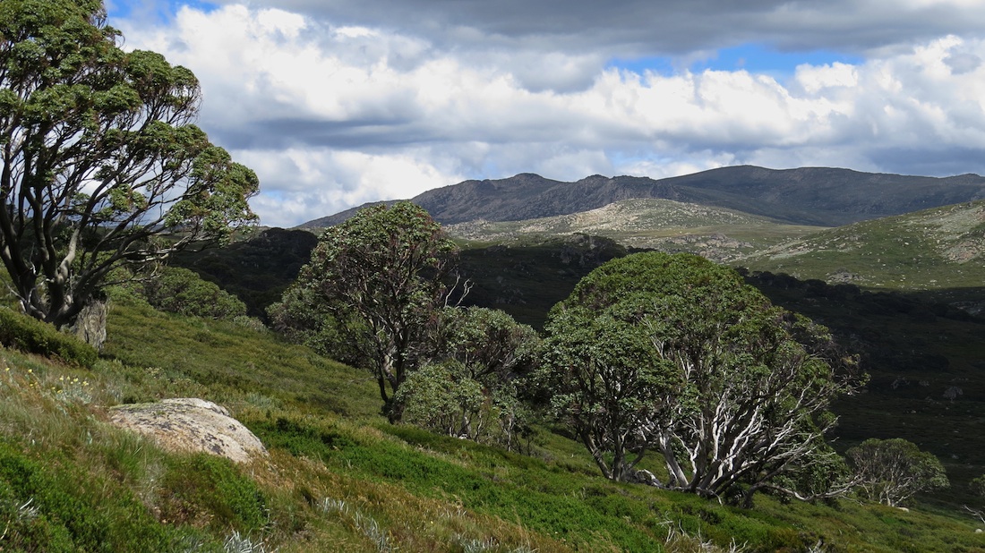 Mount Kosciuszko z průsmyku Charlotte. 