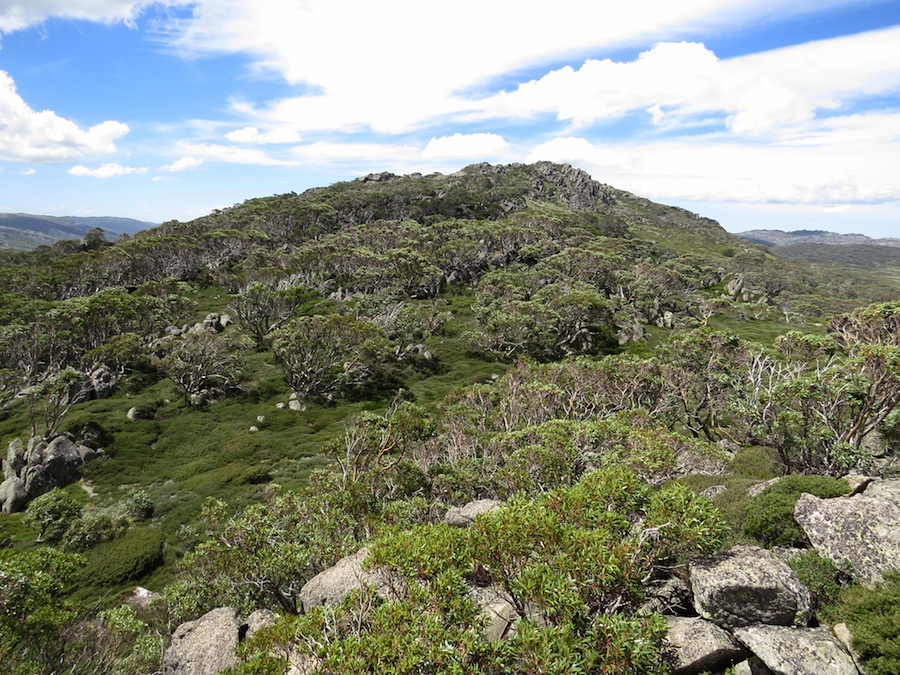 Mt Guthrie (1921 m) se zdvíhá přímo nad průsmykem.