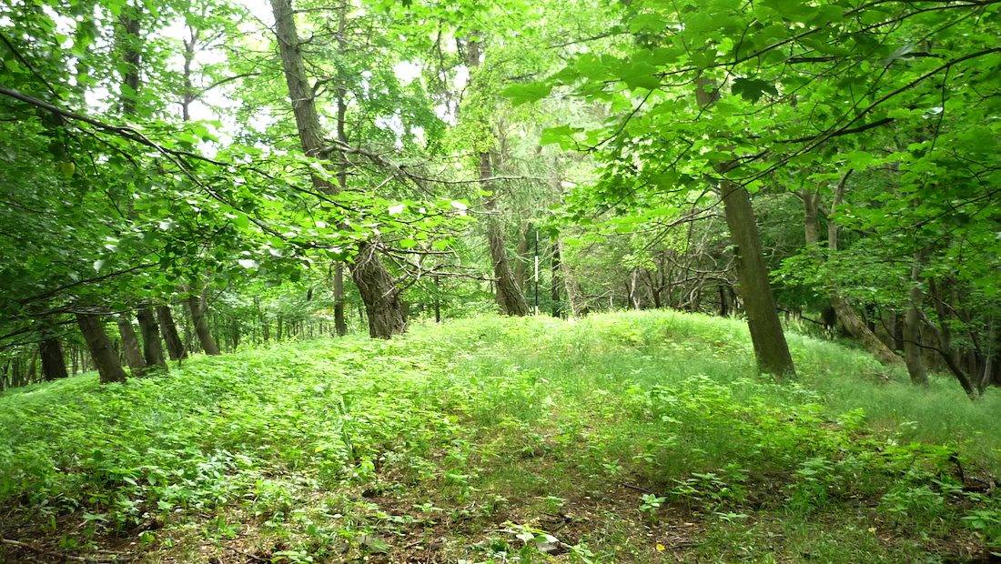 Kleč (721 m), pátý nejvyšší vrchol Středohoří.