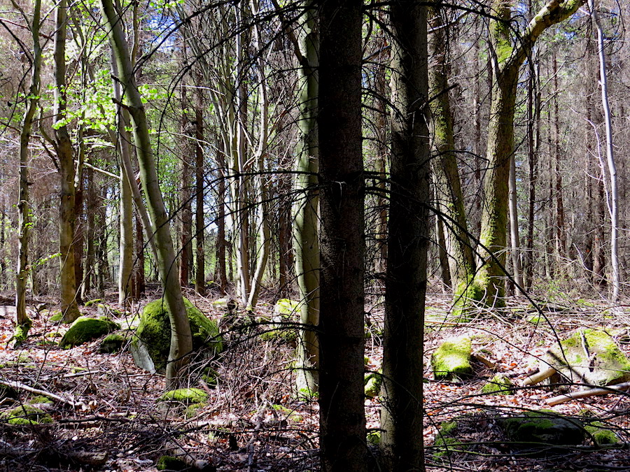 Hledám kótu Starosti (551 m) v lesích nad Kravařemi.