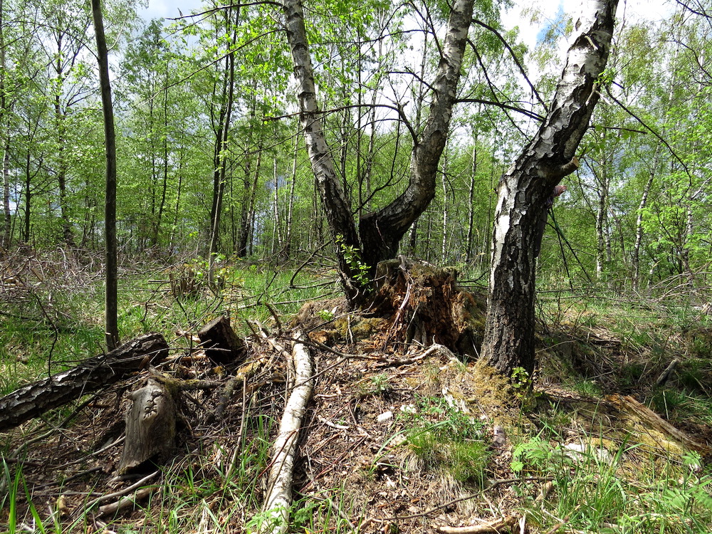 Tady někde bude vrchol nedalekého Zpěvného vrchu (660 m).