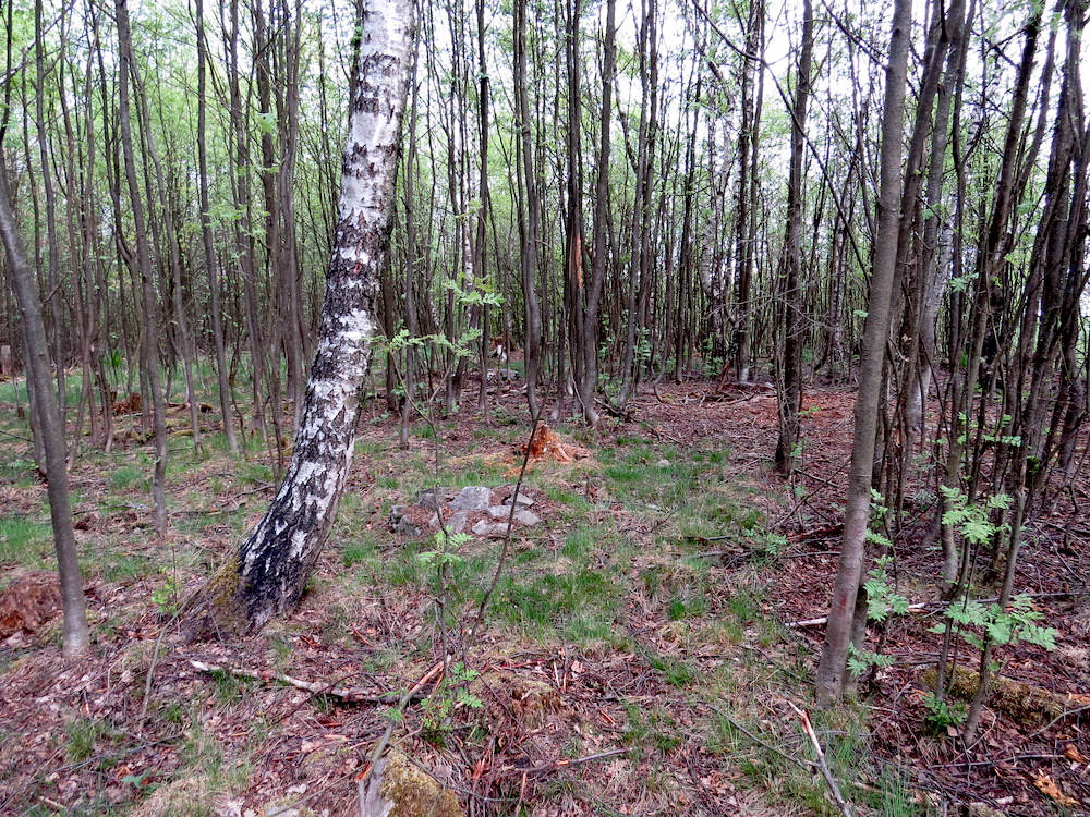 Vrchol Kočičího vrchu (679 m), desátého nejvyššího kopce Středohoří.