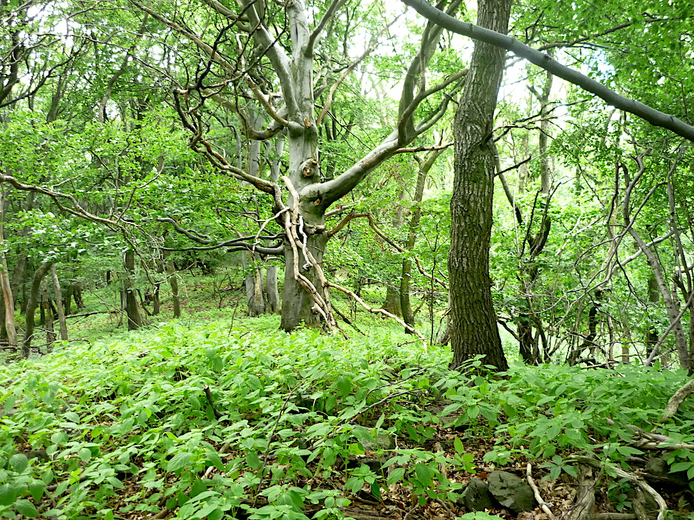 Pod vrcholem Táhliny (670 m).