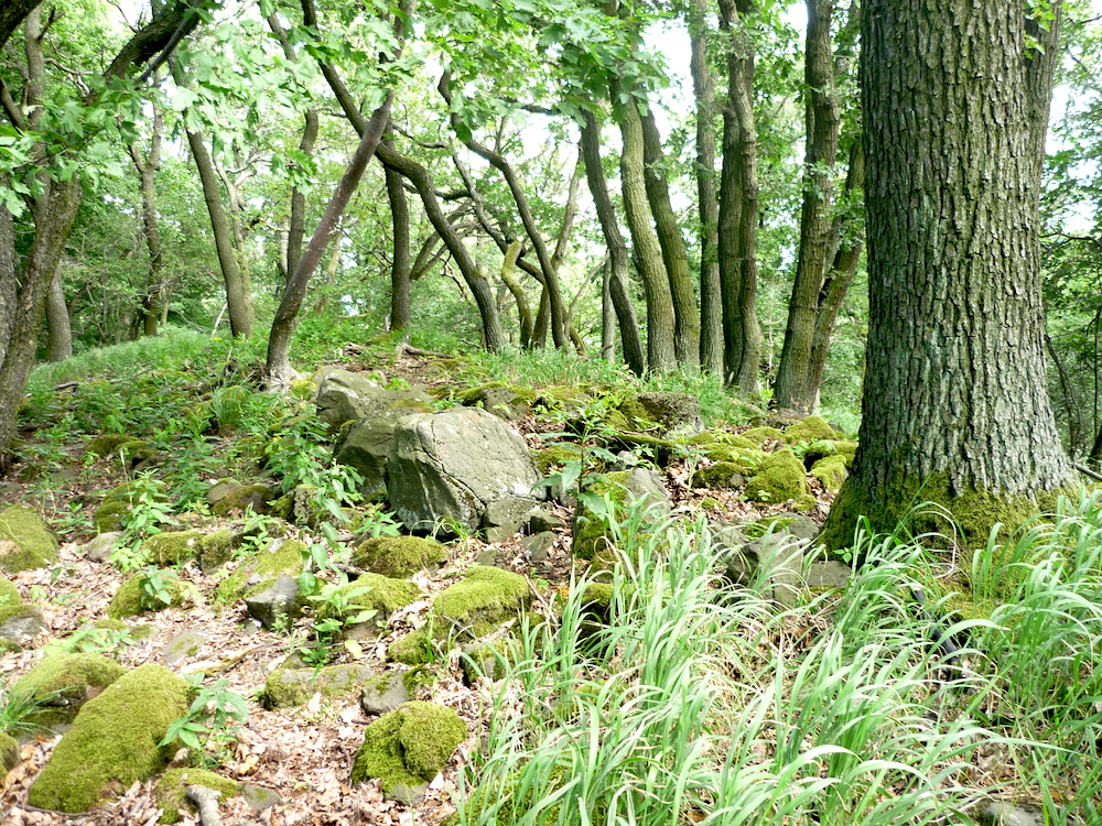 Na nenápadném vrcholovém hřebínku Setenky (612 m).