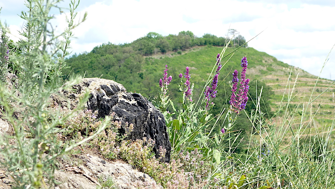 Velká Vendula (281 m).