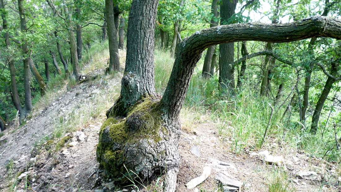 Zarostlý val Hrádku – pozůstatky hradiště?