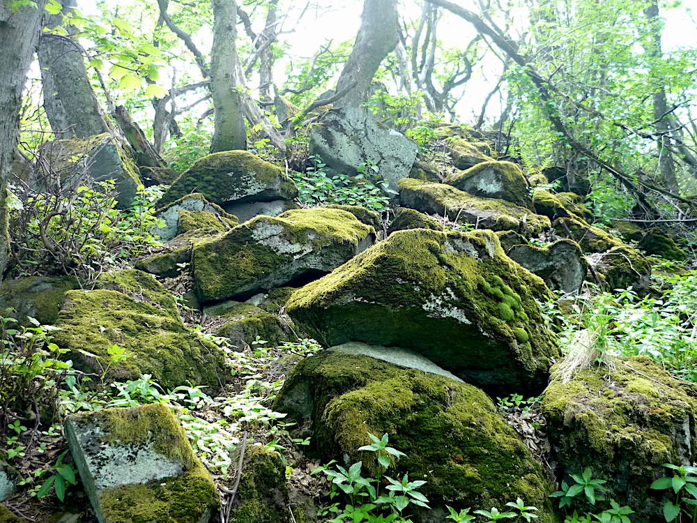 Rozervaný neučesaný vrcholek Obra nad Výrovkou.