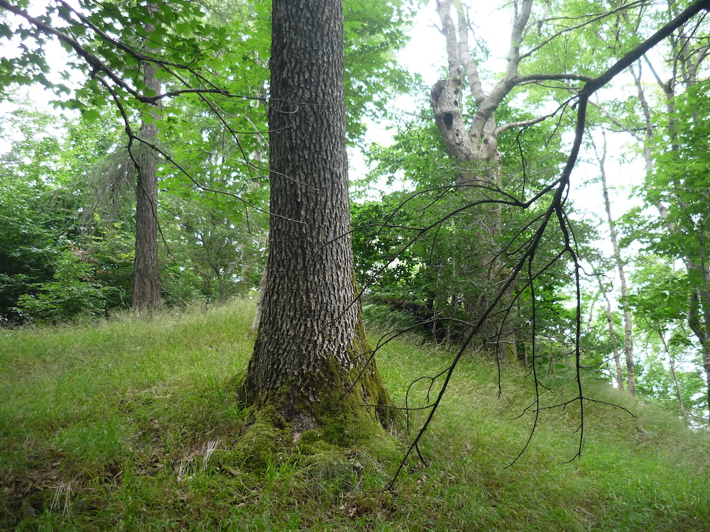 Nenápadný Čachnov (605 m) nad cestou dolů do Slunečné.