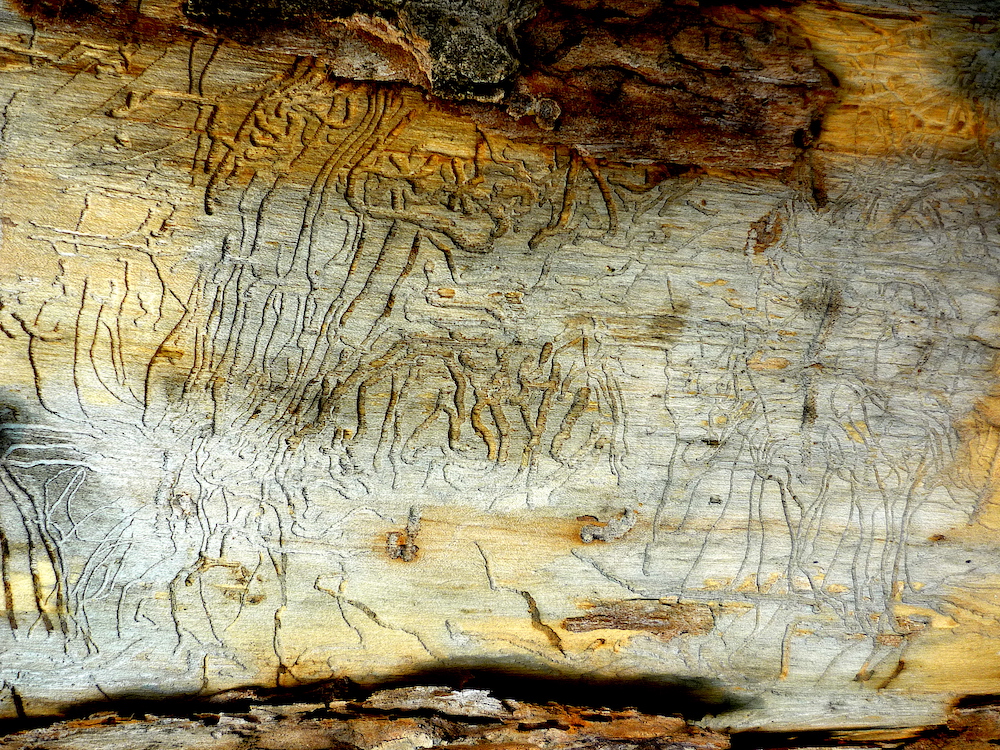 Lesní hieroglyfy.