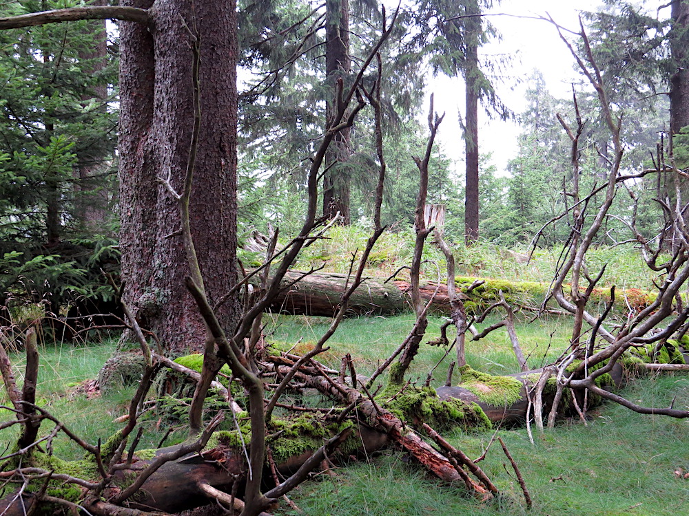 Kolem vrcholu Boubína (1362 m).