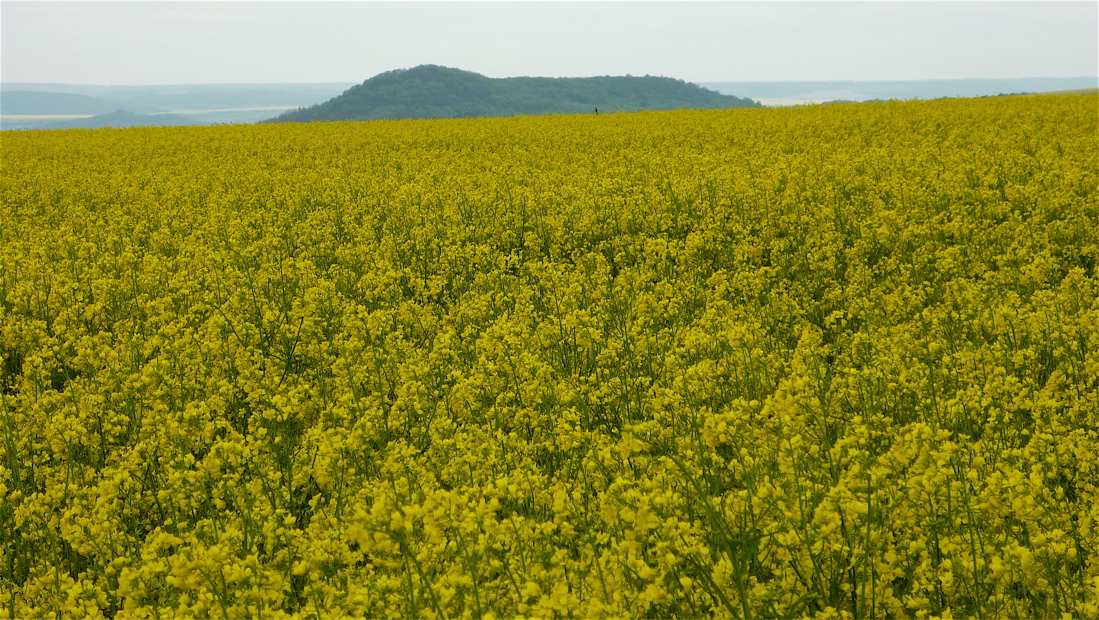 Hřbet Chožovské hory (359 m) a Pekla (338 m)