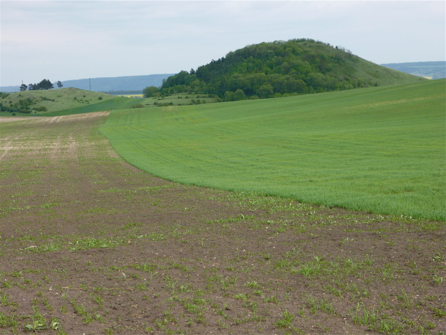 Cestou z Brníku: Syslík (285 m)