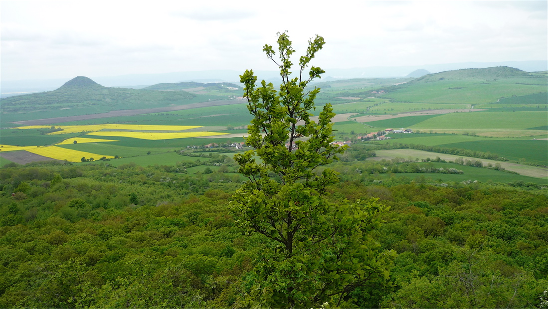 Vlevo Milá, vpravo Dlouhá (483 m), v průhledu Bořeň