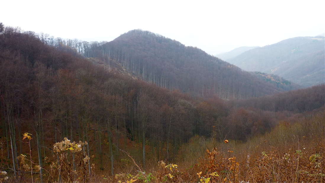 Stříbrný roh (516 m) z cesty na protilehlou Bukovou horu.