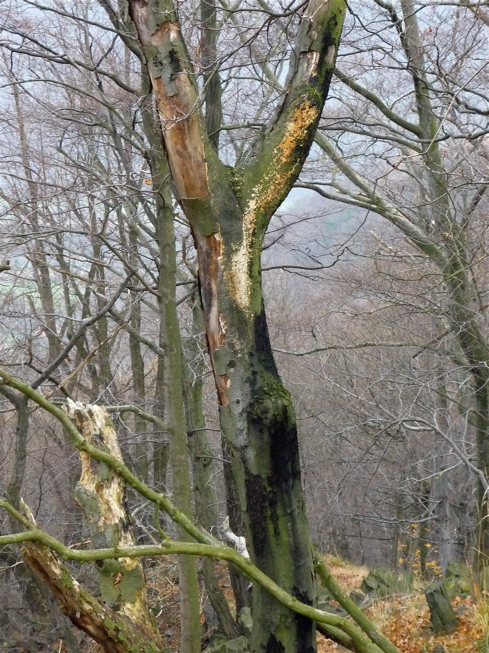 Ten strom se nejspíš "osvěžoval" bleskem.
