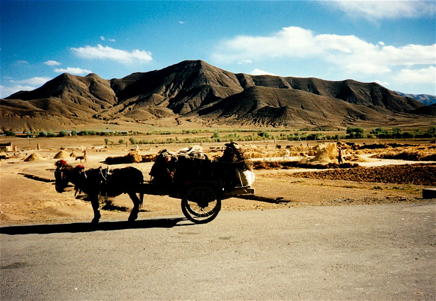 Oslík za Shigatse.