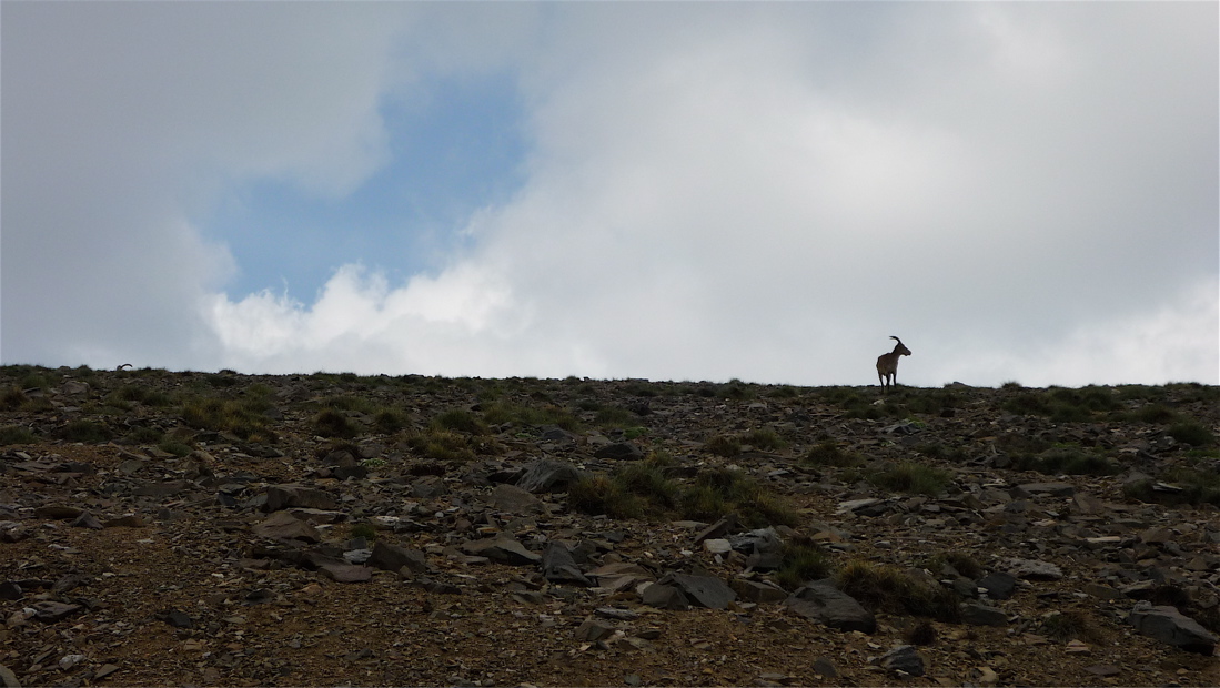 Ibex!