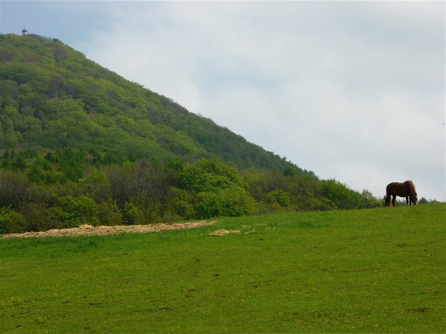 Pastva pod královnou Středohoří.