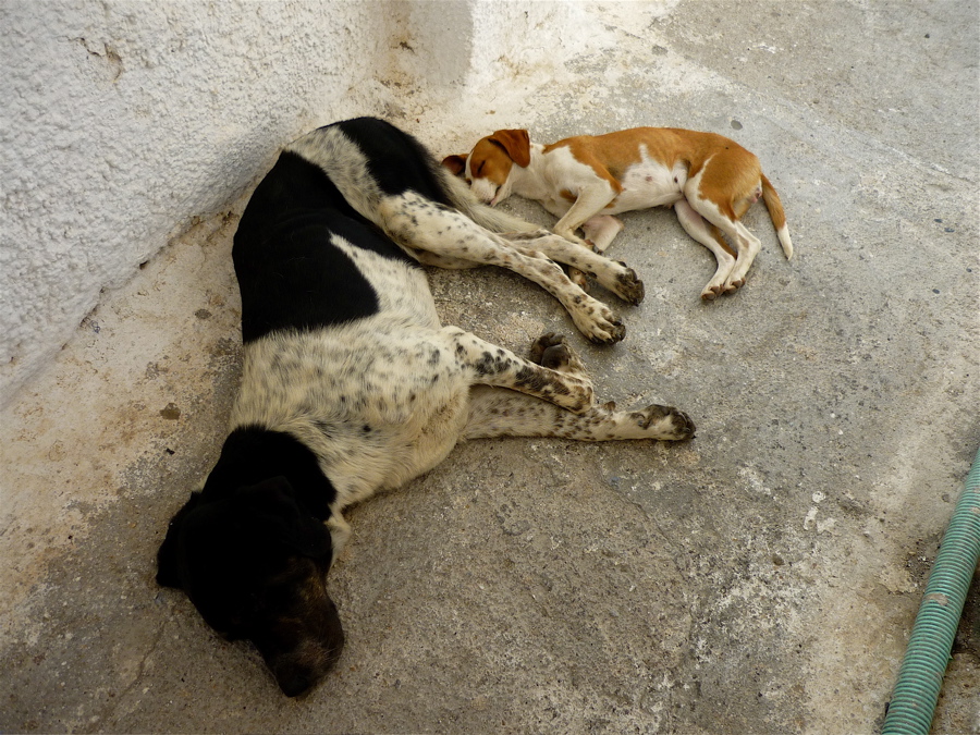 Siesta