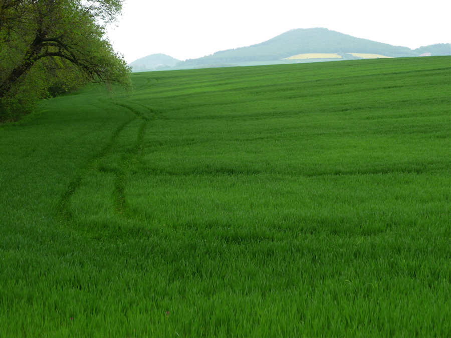 Schovaná Boreč a Sutomský vrch.