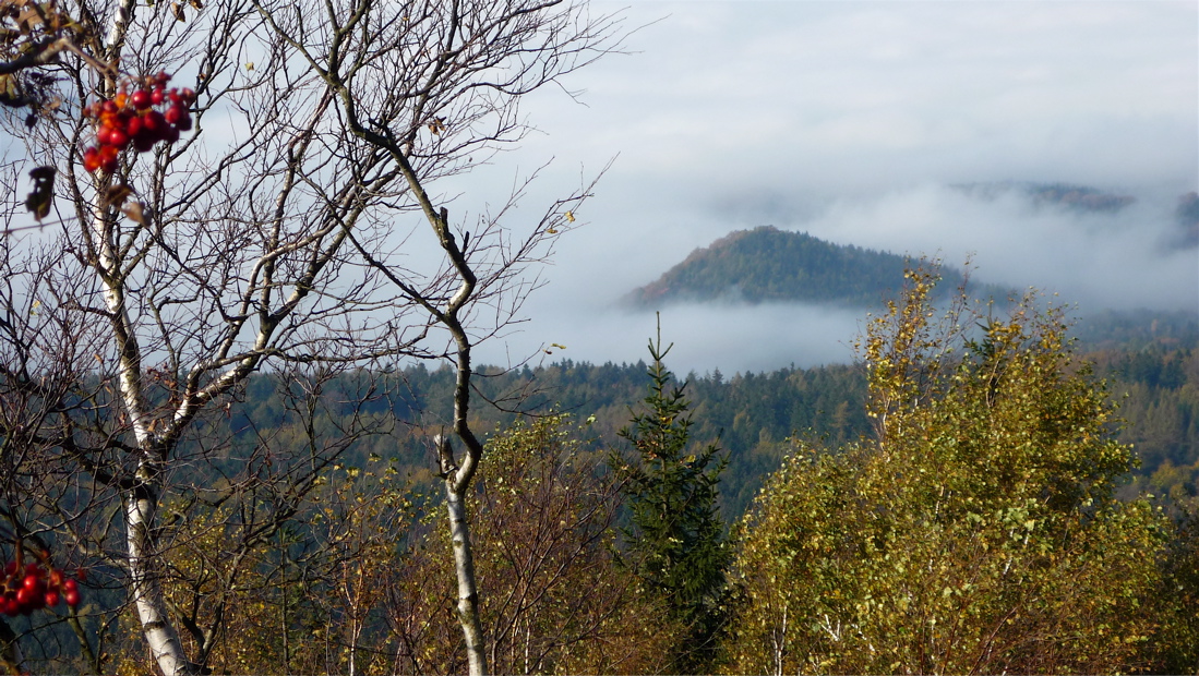 Jeřabiny na Jedlové.