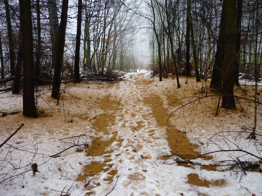 Modřínová cesta.