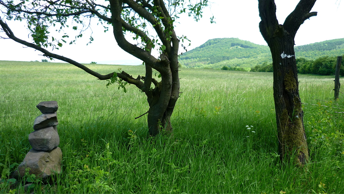 ovcin2