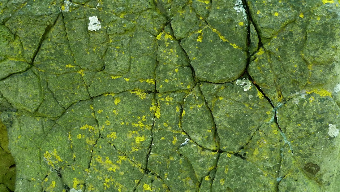 ovcin8