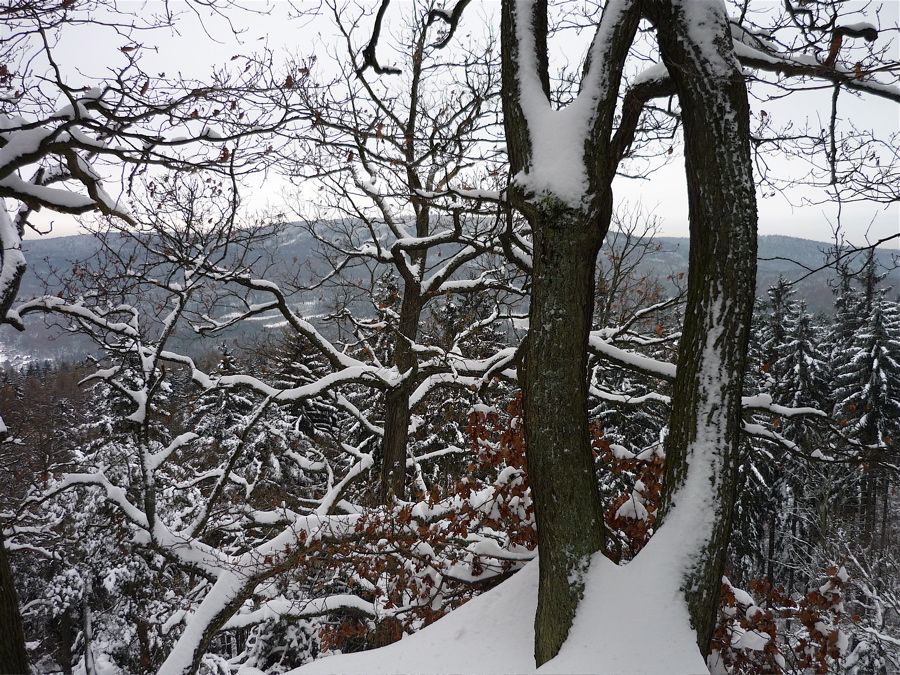 Zimní cesta na Plešivec (654 m).