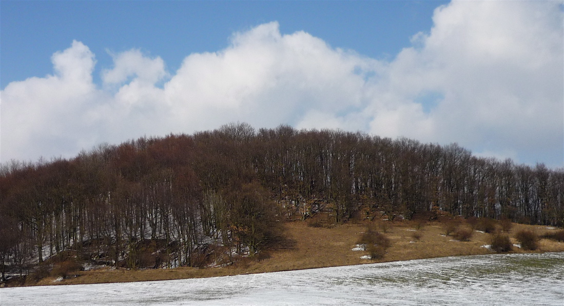 Myštický vrch, nezasněžený kus lesa.