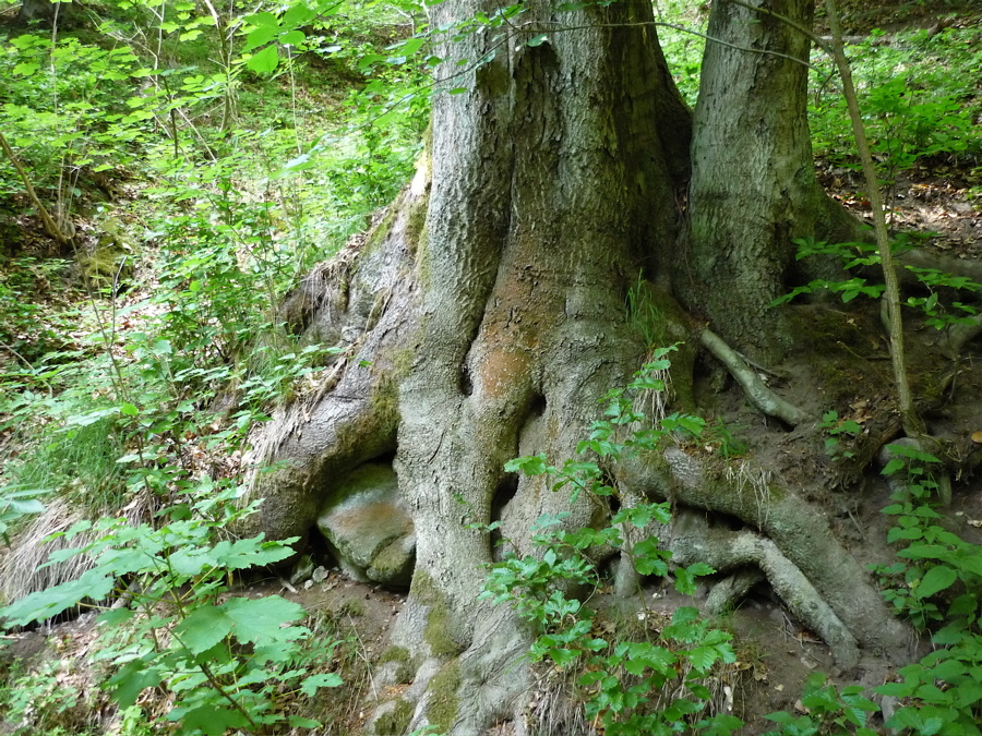 Cesta dolů z hřebene. Rytina soutěska. Nebo snad soutěska Rytiny?