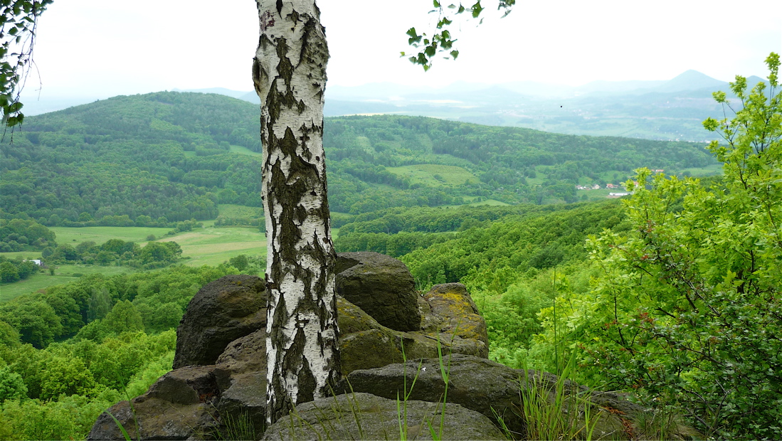 Plešivec (509 m) z Holého vrchu, nalevo od březového kmene.