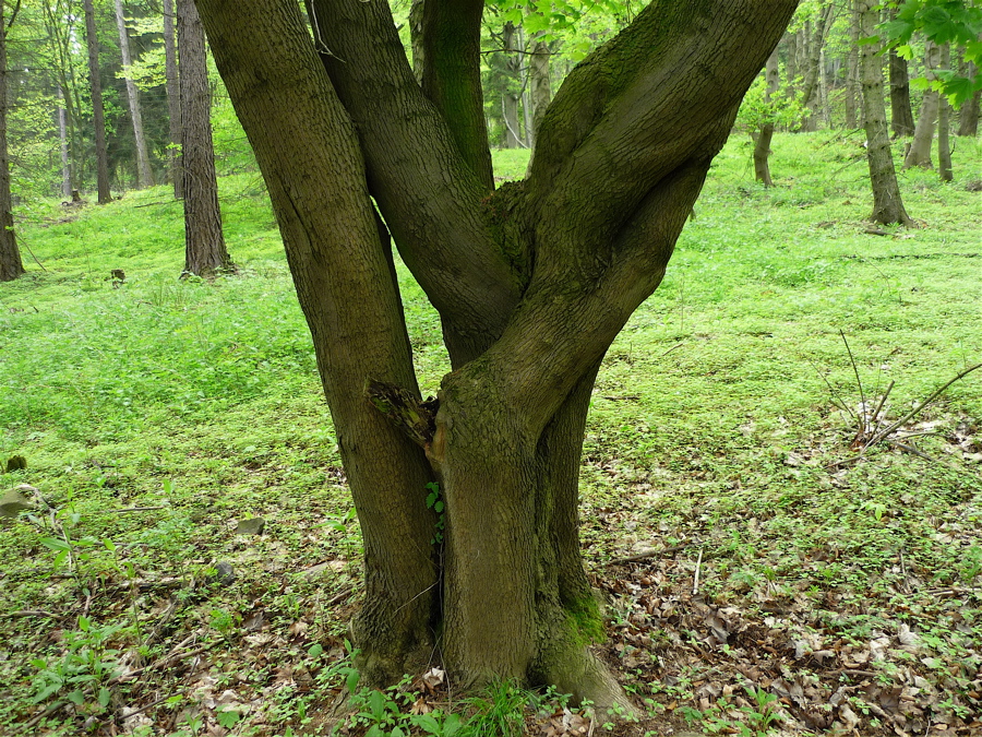 Pálečská cesta pod Březinou.