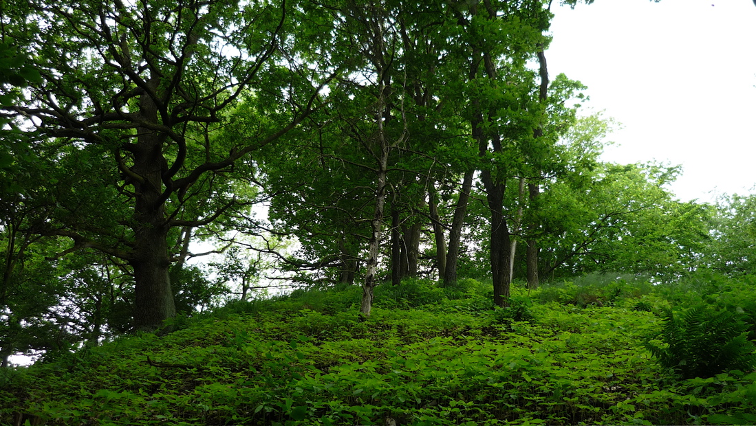 Spálený vrch (578 m).