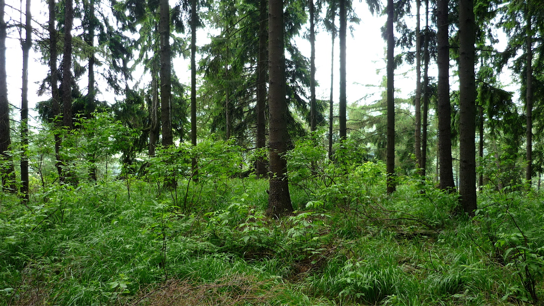 Rýdečský vrch (551 m).