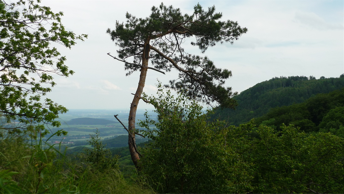 Z úbočí Špičáku směrem k Dlouhému vrchu.