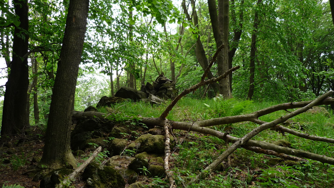 Na vrchol v době fotografie žádná stezka nevedla.