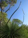 Šlahouny žlutokapu (grass tree).