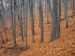 Pozdním podzimním lesem vzhůru na Ralsko