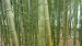 Magický bambusový háj na úpatí hory Dafo.
